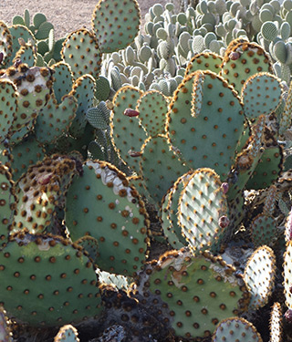 Center for Desert Living Trail Secondary 3