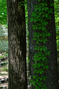 Gardens in Storza Woods Secondary 2